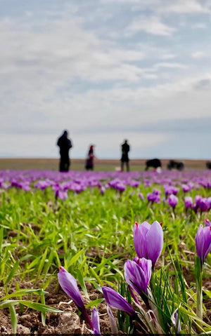 Organic AAA Saffron — Premium Grade | Small-Batch Harvested | Family Farms | Lab Tested