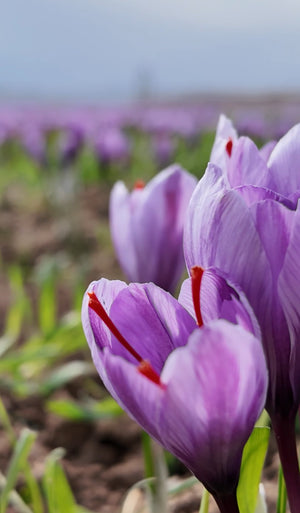 Organic AAA Saffron — Premium Grade | Small-Batch Harvested | Family Farms | Lab Tested