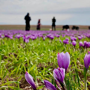 Organic AAA Saffron