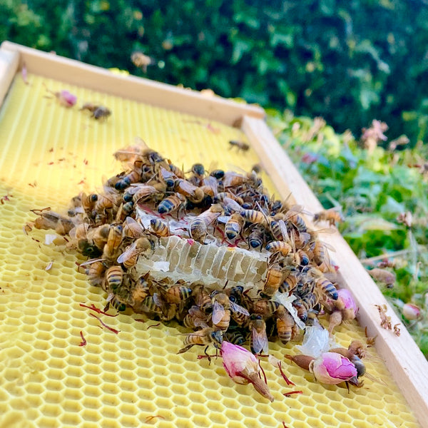 Ethical Beekeeping